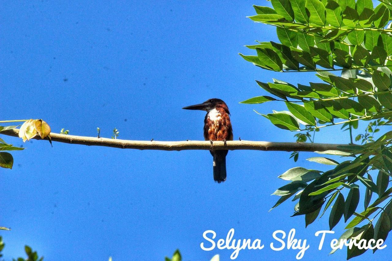 Selyna Sky Terrace Bed & Breakfast Kandy Luaran gambar